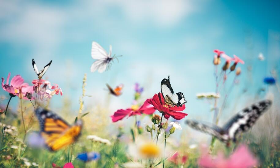 Koszenie łąk kłodzko - usługi dostosowane do indywidualnych potrzeb klientów