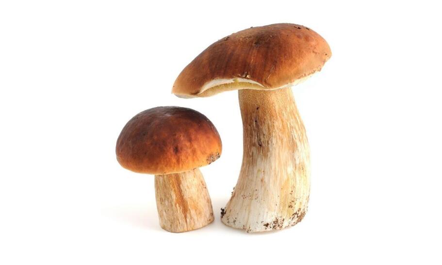 Dlaczego warto wprowadzić reishi kapsułki do codziennej suplementacji? Dlaczego warto wprowadzić reishi kapsułki do codziennej suplementacji?