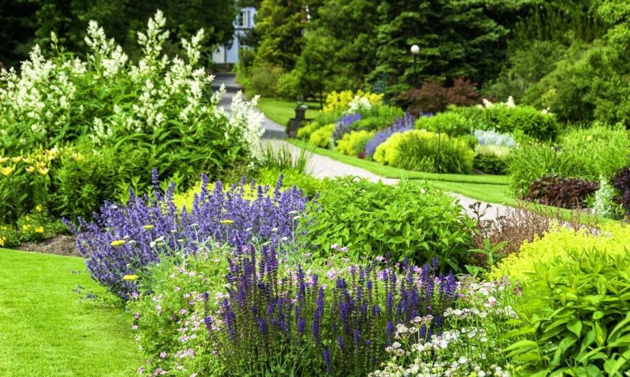 Czystość odmianowa roślin – dlaczego jest ważna w szkółce roślin Warszawa?