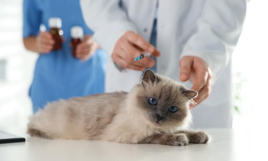 Bezpieczeństwo znieczulenia wziewnego w chirurgii dla kotów – co warto wiedzieć?