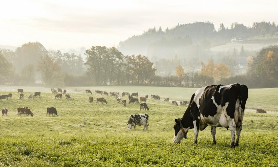 Dlaczego Border Collie to doskonały wybór dla aktywnych właścicieli?