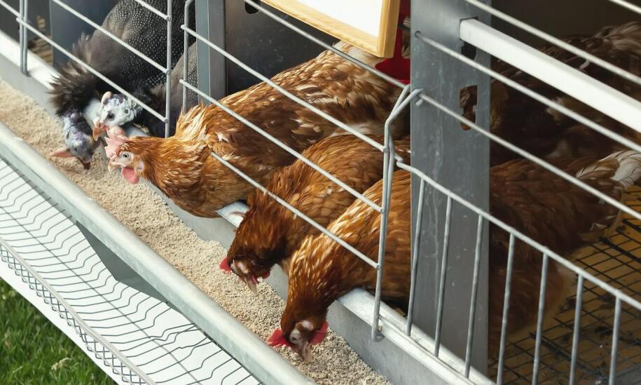 Cele dla gołębi a ich komfort – co warto wiedzieć przed zakupem?