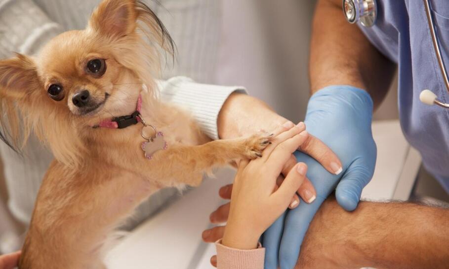 Kiedy warto sięgnąć po Calmex w codziennej opiece nad zwierzętami?