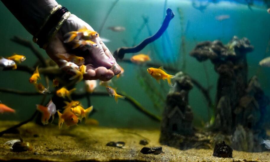 Wybór odpowiednich akwariów – co oferuje sklep zoologiczny w Lublinie? Wybór odpowiednich akwariów – co oferuje sklep zoologiczny w Lublinie?