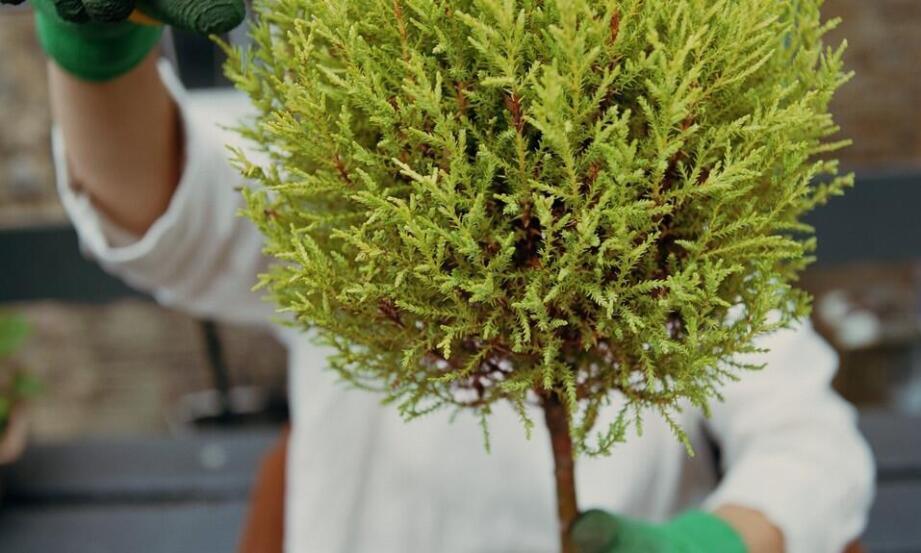 Dlaczego warto zainwestować w profesjonalne usługi dendrologiczne dla terenów zieleni?