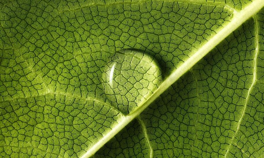 Jakie są korzyści z zastosowania komórek macierzystych w odmładzaniu skóry?