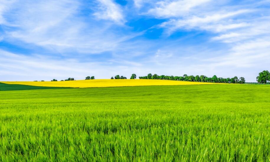 Ogrzewanie biomasą w szklarniach: korzyści dla produkcji róż