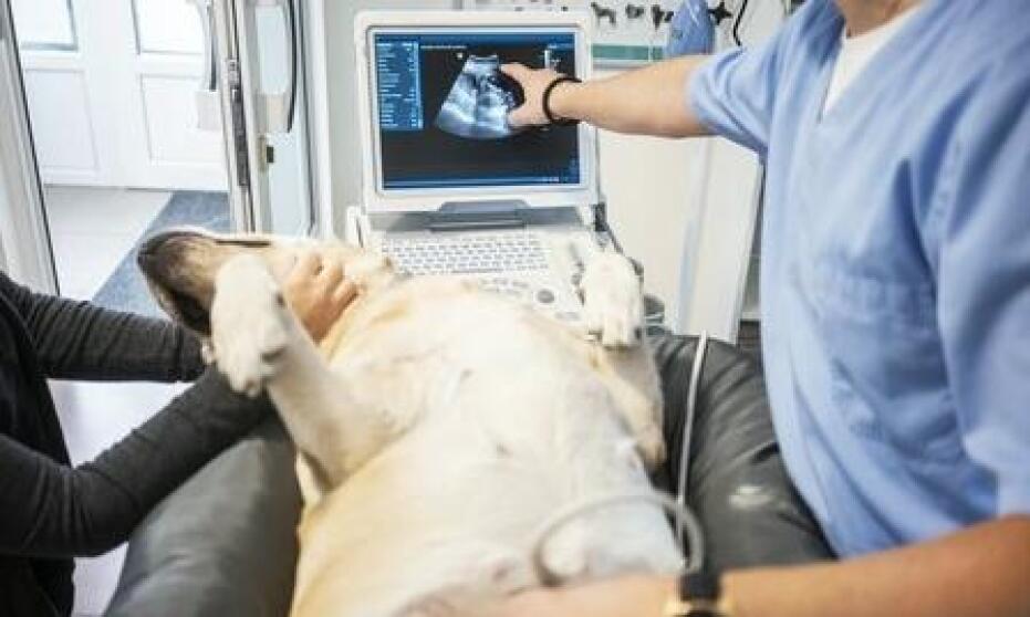 Diagnostyka obrazowa w weterynarii - USG i EKG Diagnostyka obrazowa w weterynarii - USG i EKG