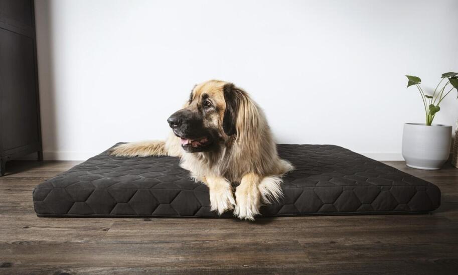 Jak indywidualne podejście do każdego psa wpływa na jego komfort w hotelu?