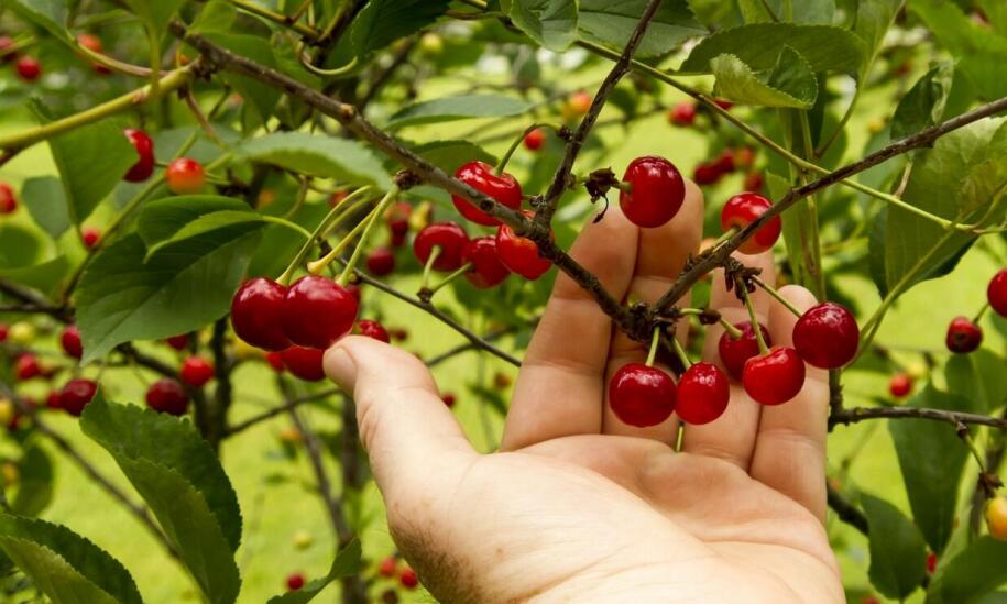 Dlaczego warto wybierać drzewa owocowe od doświadczonego producenta?