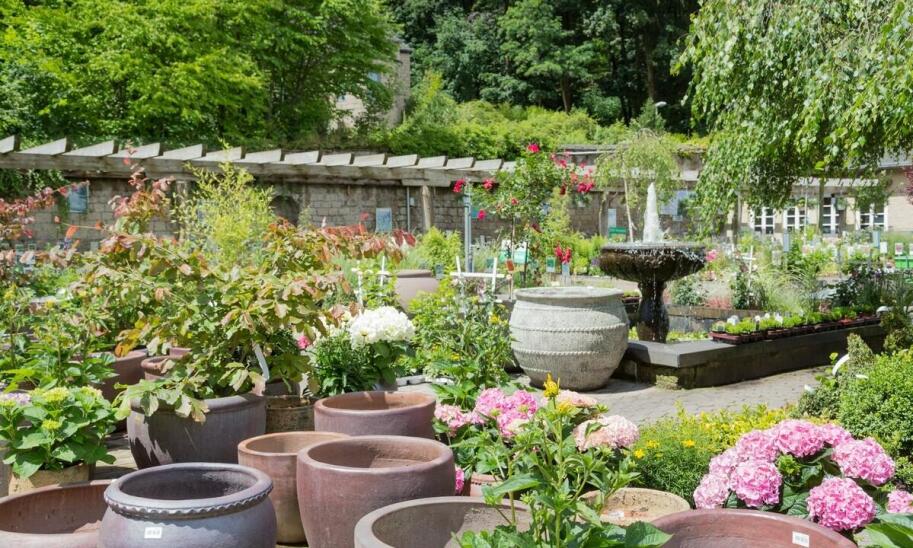 Rododendrony: idealne krzewy ozdobne na każdą porę roku