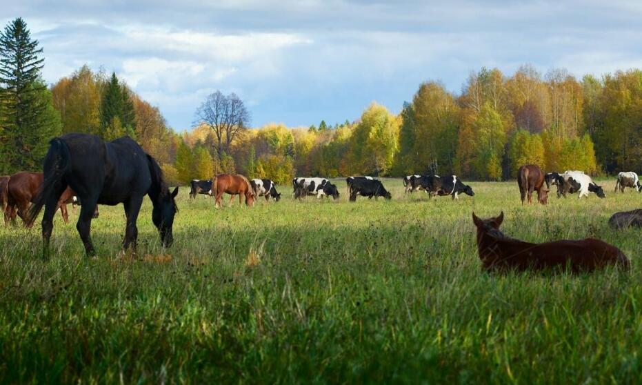 Cena bydła w skupie a zmiany ekonomiczne na rynku Cena bydła w skupie a zmiany ekonomiczne na rynku