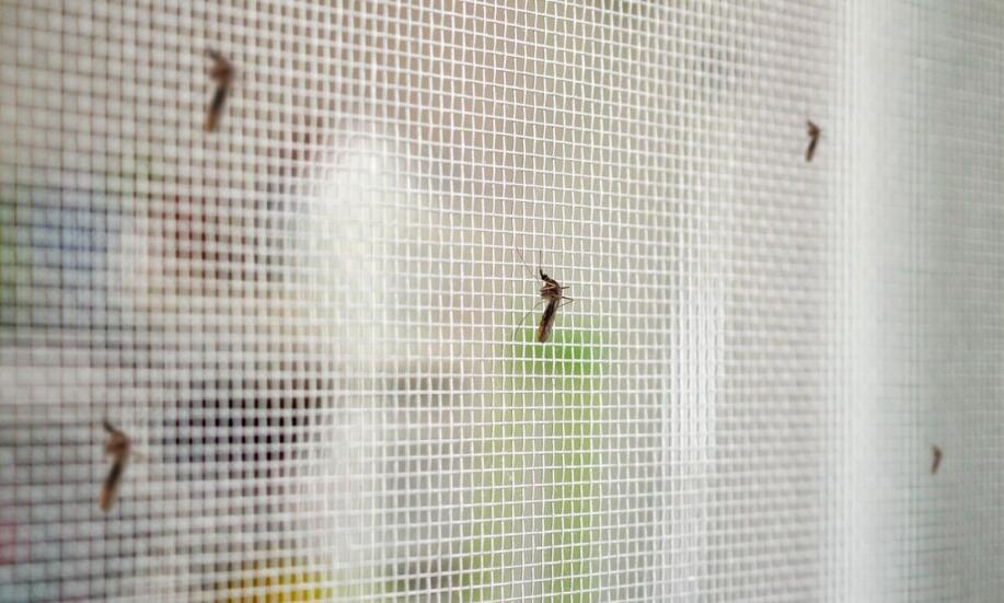 Moskitiera – komfort i ochrona przed insektami w jednym Moskitiera – komfort i ochrona przed insektami w jednym