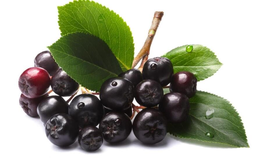 Wartości odżywcze nalewki z kwiatu czarnego bzu – co warto wiedzieć?