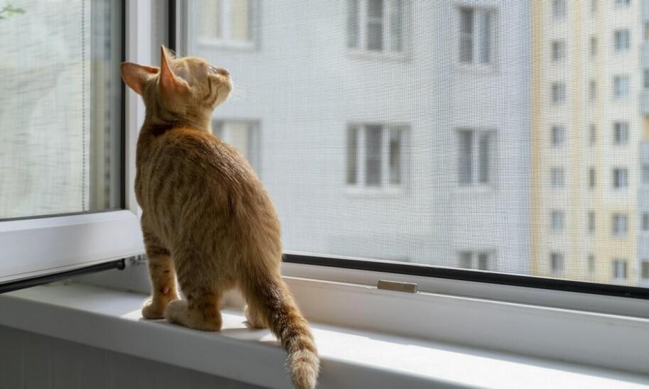 Designerskie akcesoria dla kotów – jak połączyć styl z funkcjonalnością?