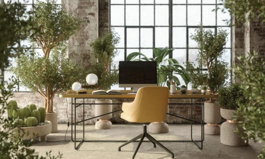 Jakie rośliny doniczkowe najlepiej sprawdzą się w biurze?