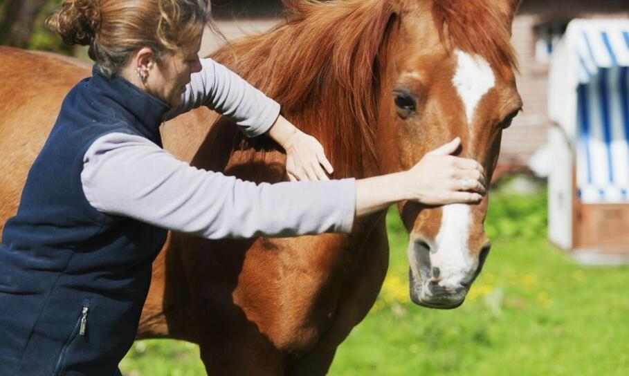 Jakie są najczęstsze wyzwania w pielęgnacji koni trakeńskich?