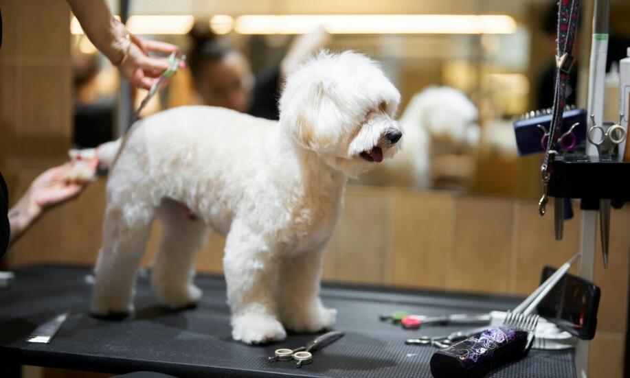 Usługi pielęgnacyjne dla Chihuahua: co oferuje rynek warszawski?