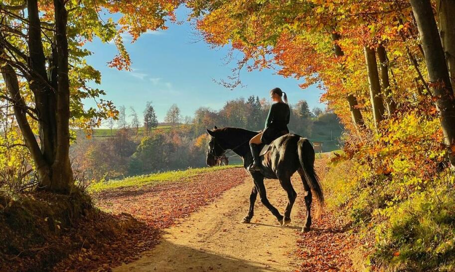 Jakie ubezpieczenie wybrać do jazdy konnej?