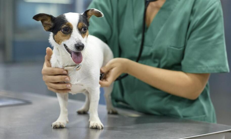 Znaczenie szybkiej interwencji pogotowia dla zwierząt przy zatruciach