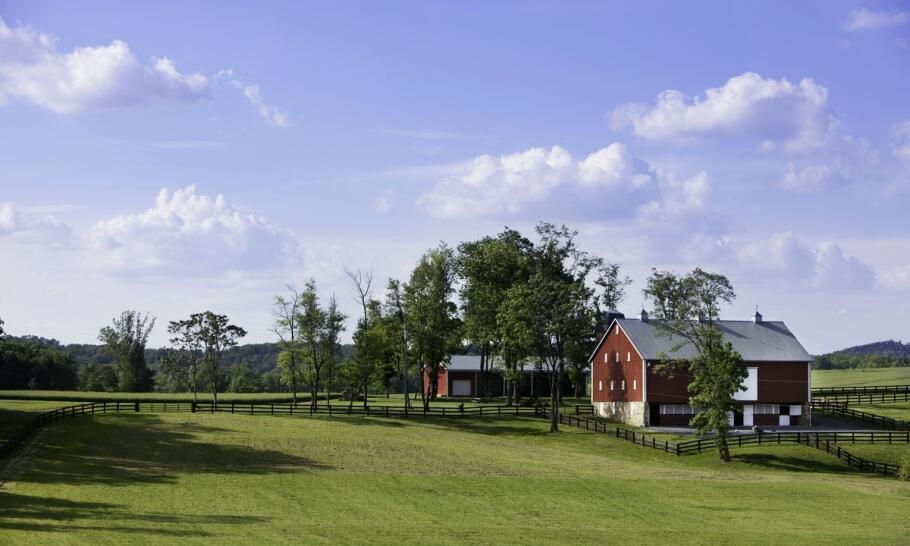 Młode bydło odsadkowe a jakość mięsa: co warto wiedzieć?