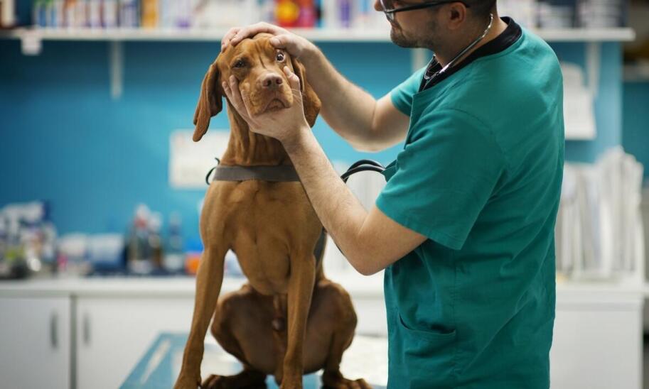 Jakie usługi oferuje weterynarz dermatolog w zakresie profilaktyki zdrowotnej?