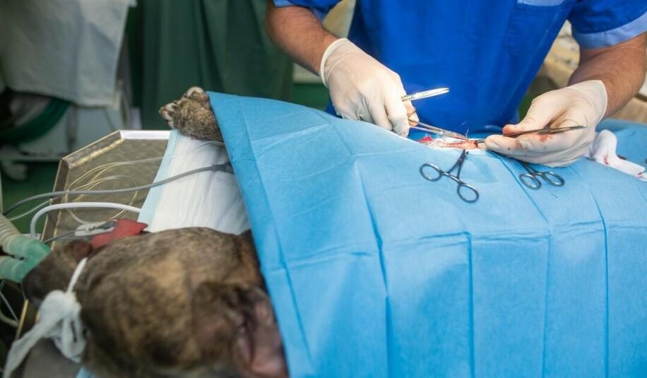 Chirurg zwierzęcy: znaczenie znieczulenia w operacjach weterynaryjnych