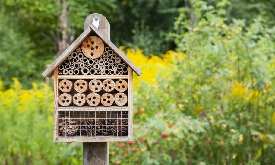 Szerszenie zwalczanie – jak uniknąć powrotu owadów po usunięciu gniazda?