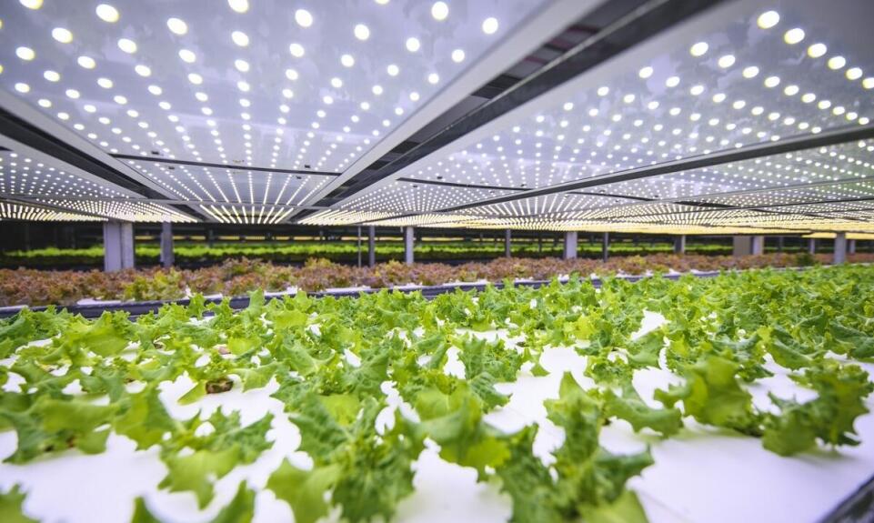 Zastosowanie multifan w ochronie przed szkodnikami w budynkach rolniczych