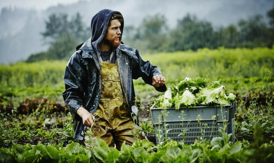 Jak odśnieżanie wpływa na stan techniczny miejskich terenów zielonych?