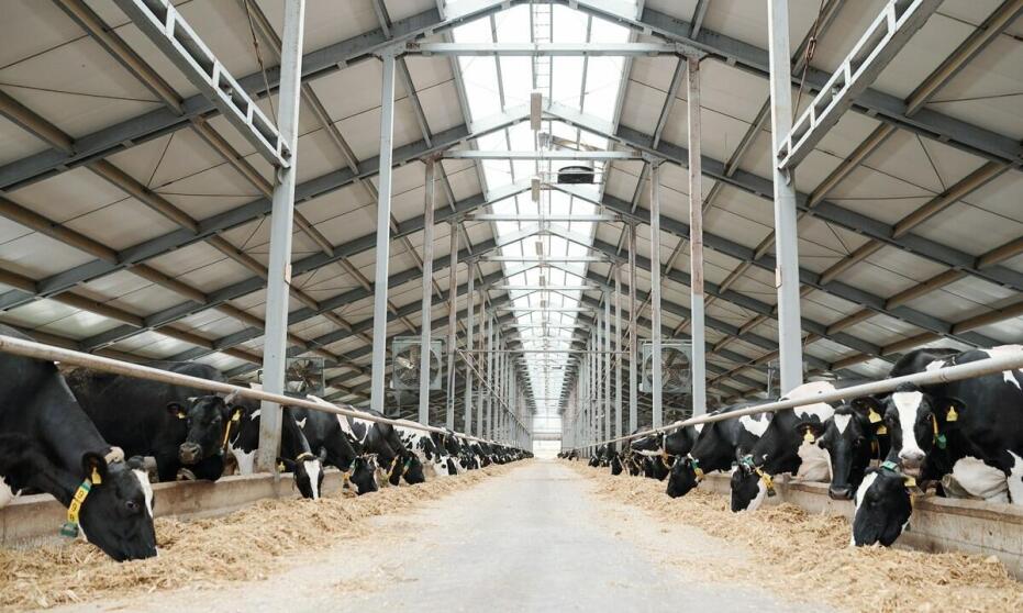 Dlaczego warto inwestować w solidne kraty dla bydła?