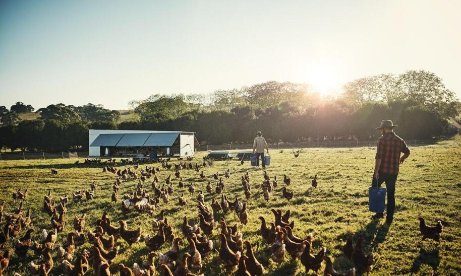 Przyjazne miejsce dla zwierząt – jak przygotować się na pobyt z pupilem