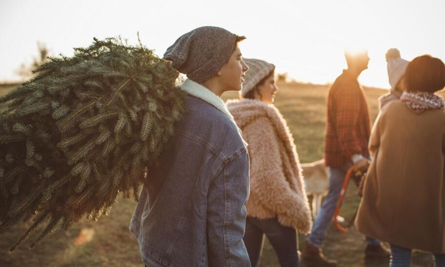 Wybór dostawcy choinek ciętych hurtowo – kluczowe czynniki decyzyjne