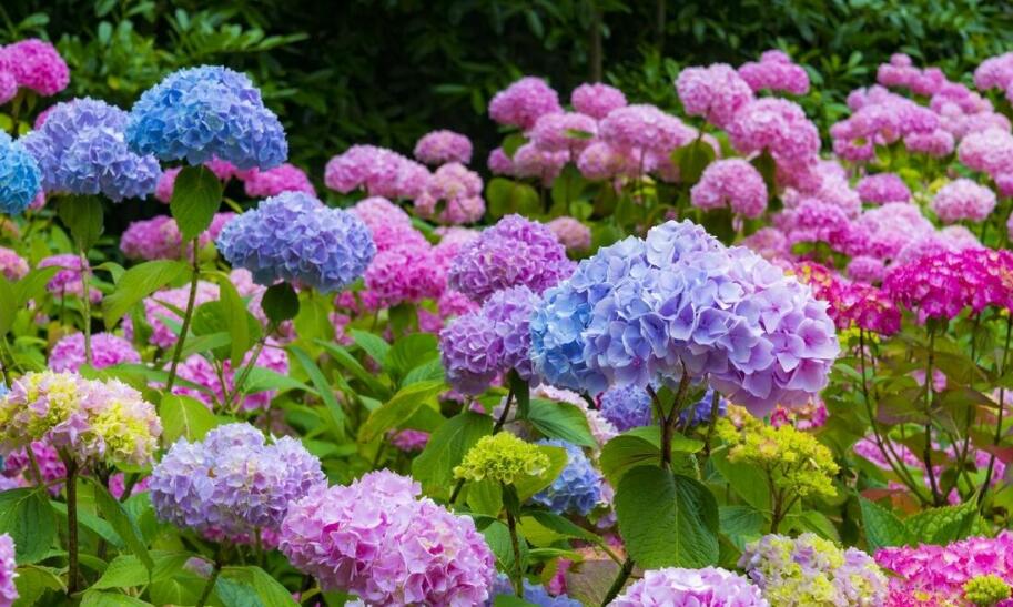 Jak sadzić hortensję ogrodową hydrangea macrophylla?