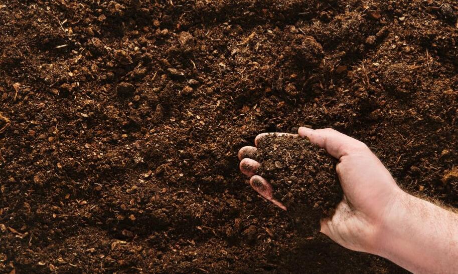 Kiedy wysiewać nasiona surfinii?