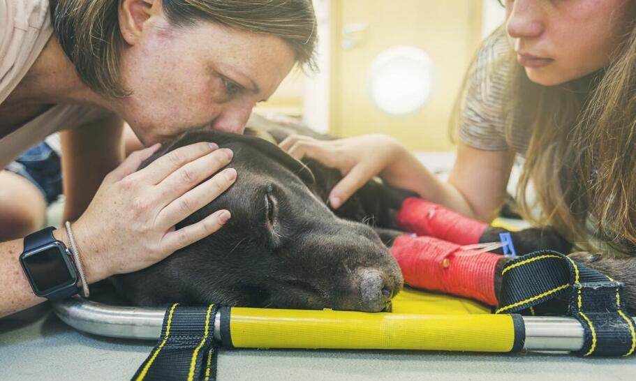 Rola weterynarza w opiece nad starszymi zwierzętami