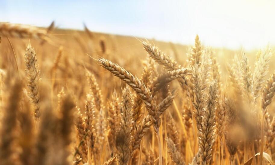 Ile kosztuje metr żyta?