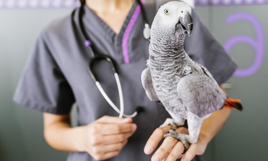 Jakie są najczęstsze problemy zdrowotne u gadów i jak je diagnozować?