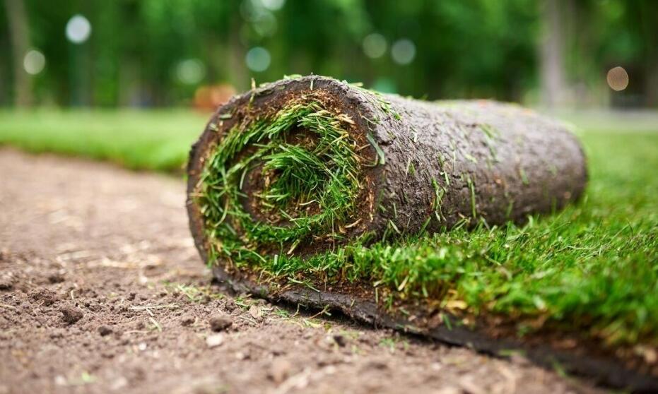 Jak trawa rolowana wpływa na szybką poprawę estetyki ogrodu?