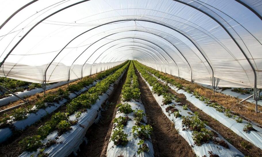 Znaczenie nawozów posypowych w uprawach ekologicznych