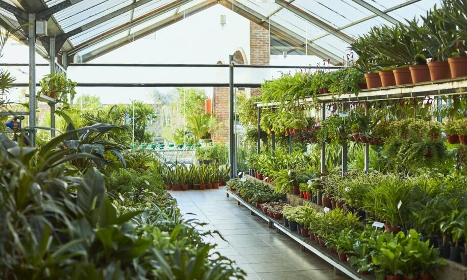 Jak oceniać kondycję roślin podczas zakupów w szkółce?