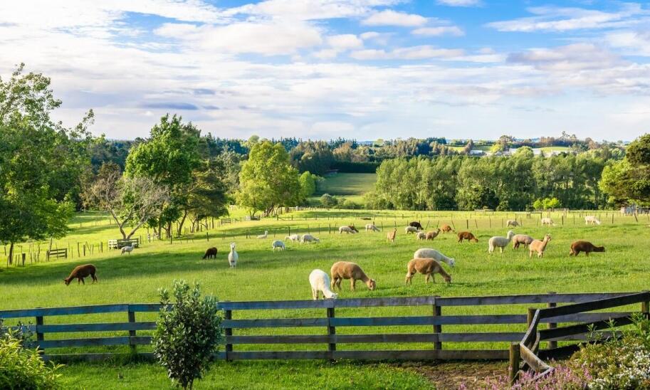 Skup krów – jak wpływa na ekonomię lokalną?