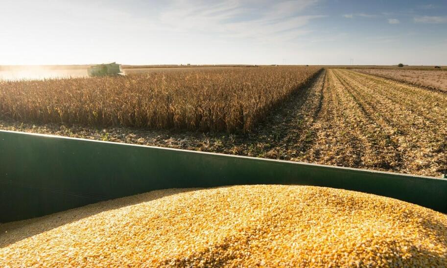 Siew pasowy kukurydzy jako element zrównoważonego gospodarowania zasobami gleby