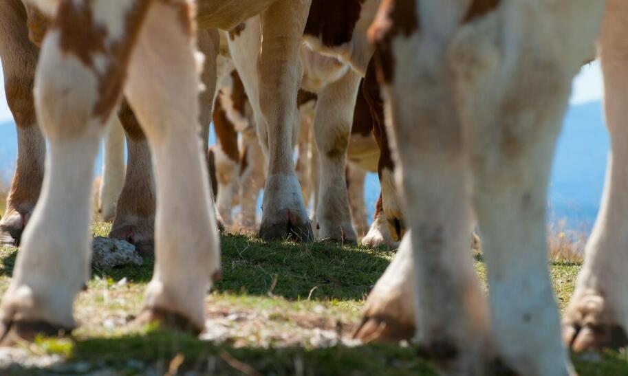 Hodowla byków – jak zacząć?