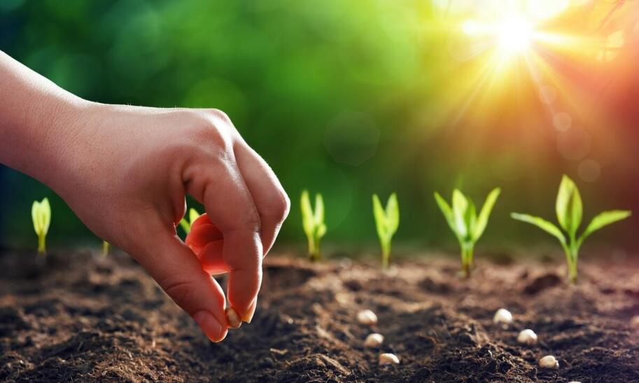 Jak sadzić warzywa w warzywniaku?