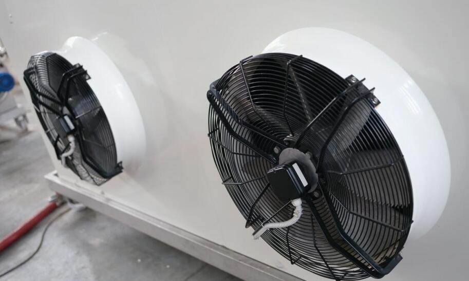 Jak założyć hodowlę szynszyli