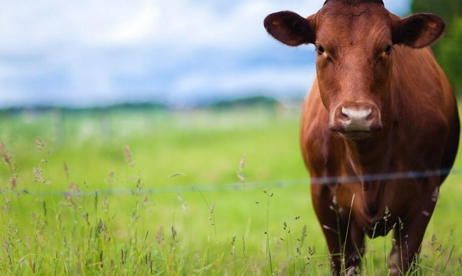 Hodowla byków od czego zacząć