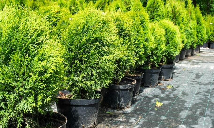 Jak zrobić skrzynię ogrodową na warzywa?