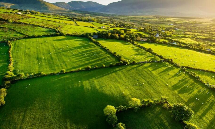 Hodowla bydła mięsnego od czego zacząć