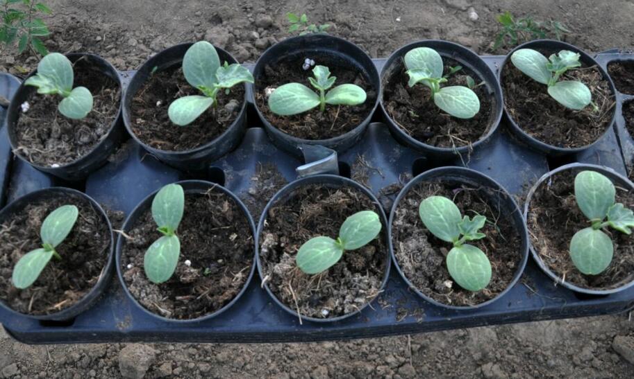 Jaka ziemia jest najlepsza do skrzynek na warzywa?